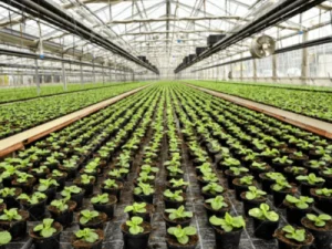 rows inside greenhouse