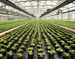 rows inside greenhouse