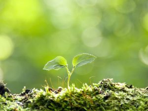 outdoor growing farming green sprout